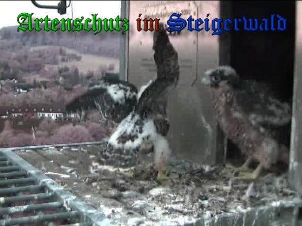Copyright AiS-Wörner Bild zum Eintrag (37973-160)