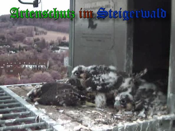 Copyright AiS-Wörner Bild zum Eintrag (37974-160)