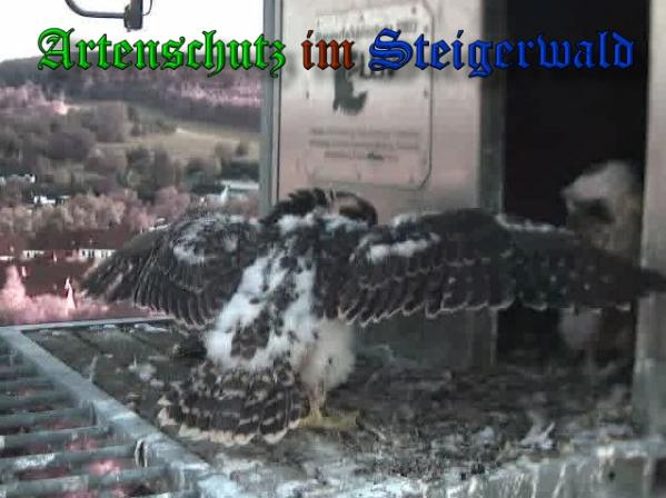 Copyright AiS- Bild zum Eintrag (37975-160)
