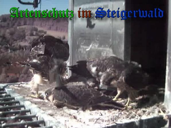 Copyright AiS-Wörner Bild zum Eintrag (37977-160)