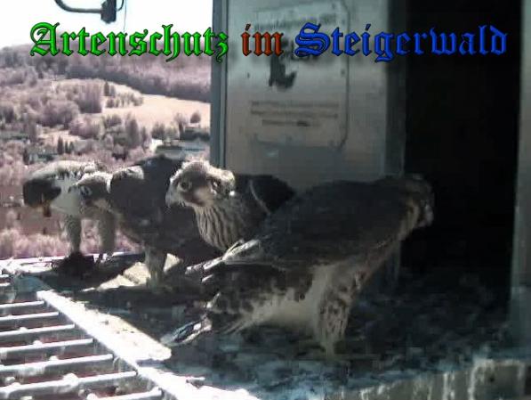 Copyright AiS-Wörner Bild zum Eintrag (37979-160)