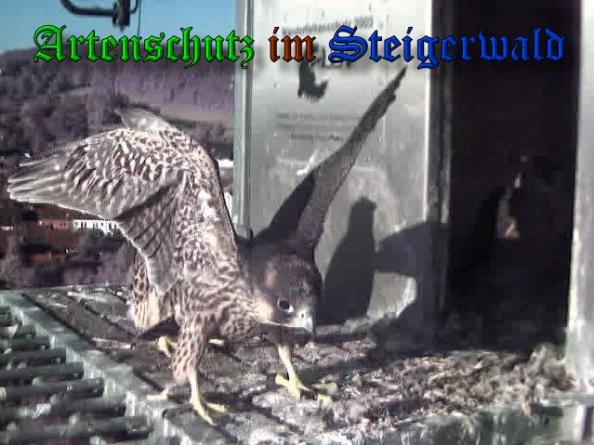 Copyright AiS-Wörner Bild zum Eintrag (37980-160)