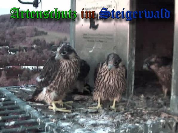 Copyright AiS-Wörner Bild zum Eintrag (37981-160)