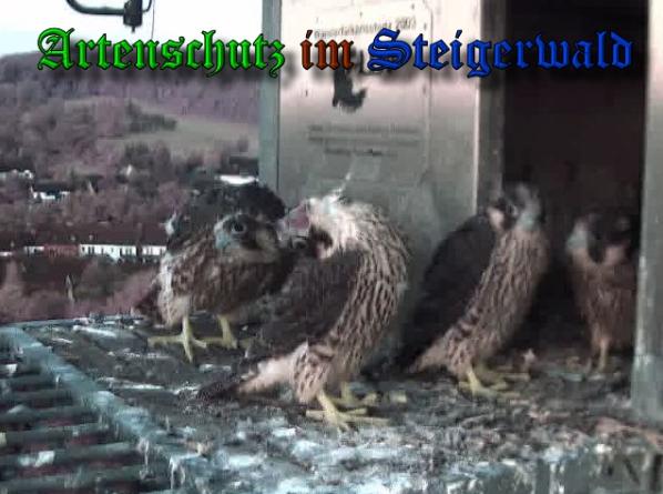 Copyright AiS-Wörner Bild zum Eintrag (37982-160)