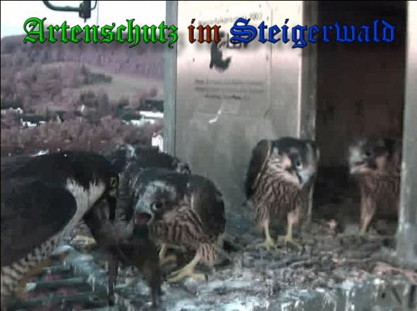 Copyright AiS-Wörner Bild zum Eintrag (37984-160)