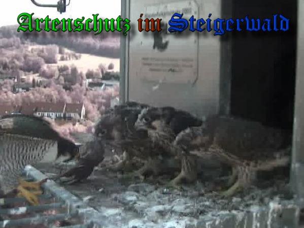 Copyright AiS-Wörner Bild zum Eintrag (37985-160)