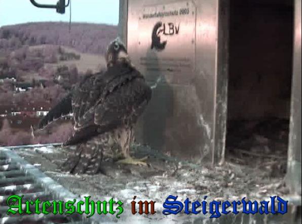 Copyright AiS-Wörner Bild zum Eintrag (38074-160)