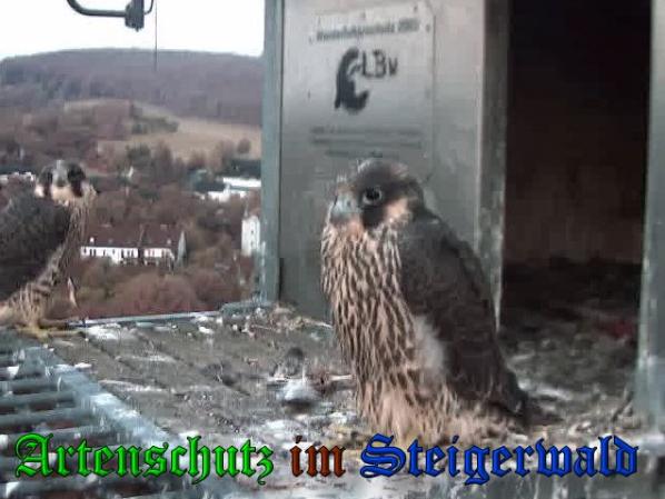 Copyright AiS-Wörner Bild zum Eintrag (38077-160)