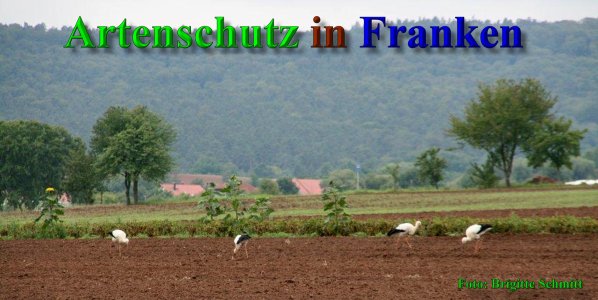 Copyright AiS - Brigitte Schmitt Bild zum Eintrag (40059-160)