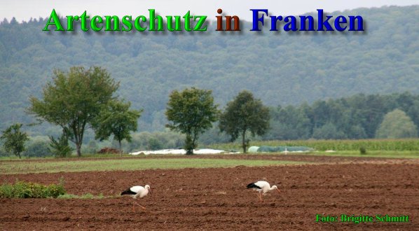 Copyright AiS - Brigitte Schmitt Bild zum Eintrag (40060-160)