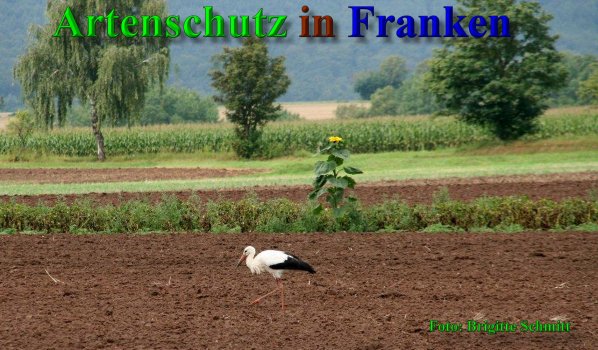 Copyright AiS - Brigitte Schmitt Bild zum Eintrag (40061-160)