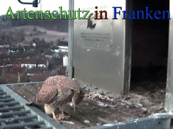 Copyright AiS -Wörner Bild zum Eintrag (45231-160)