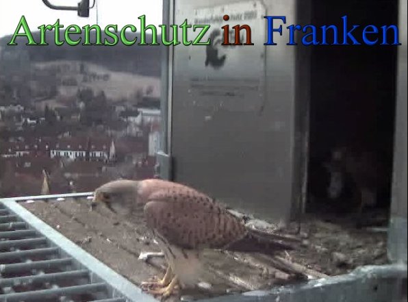 Copyright AiS -Wörner Bild zum Eintrag (45235-160)