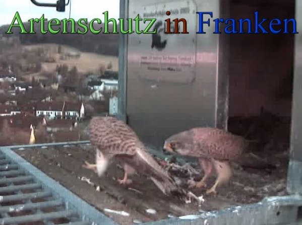 Copyright AiS- Wörner Bild zum Eintrag (45240-160)