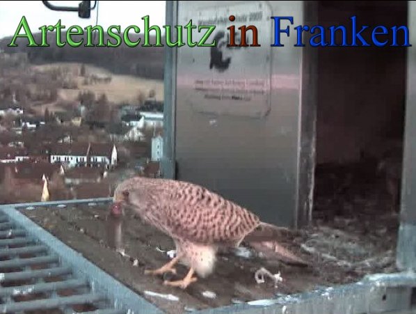 Copyright AiS- Wörner Bild zum Eintrag (45246-160)