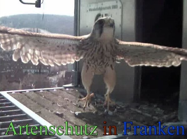 Copyright AiS- Wörner Bild zum Eintrag (45247-160)