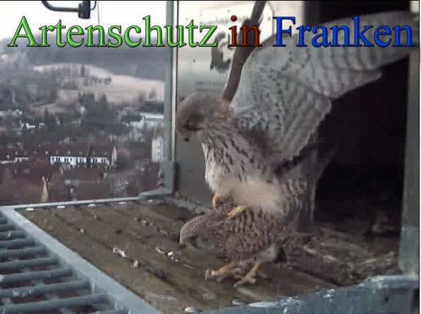 Copyright AiS- Wörner Bild zum Eintrag (45249-160)