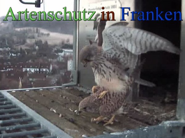 Copyright AiS- Wörner Bild zum Eintrag (45250-160)