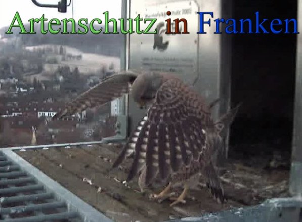 Copyright AiS- Wörner Bild zum Eintrag (45253-160)