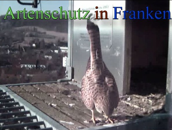 Copyright AiS- Wörner Bild zum Eintrag (45266-160)