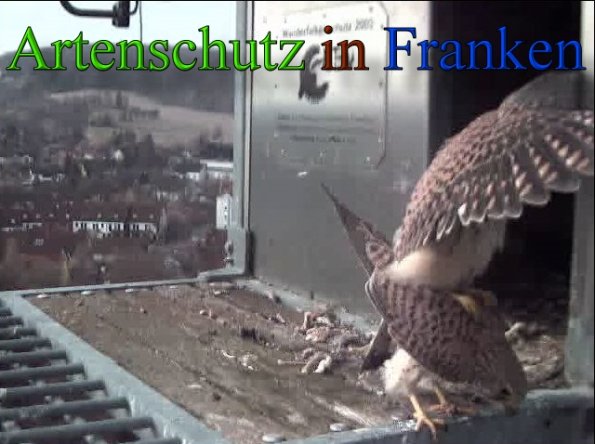 Copyright AiS- Wörner Bild zum Eintrag (45553-160)