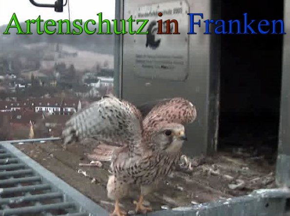 Copyright AiS- Wörner Bild zum Eintrag (45559-160)