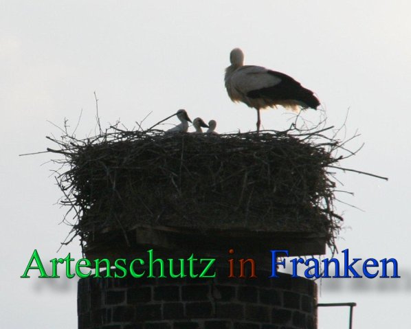 Copyright AiS Brigitte Schmitt Bild zum Eintrag (46806-160)