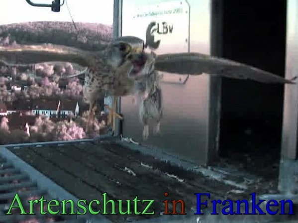 Copyright AiS- Wörner Bild zum Eintrag (47098-160)