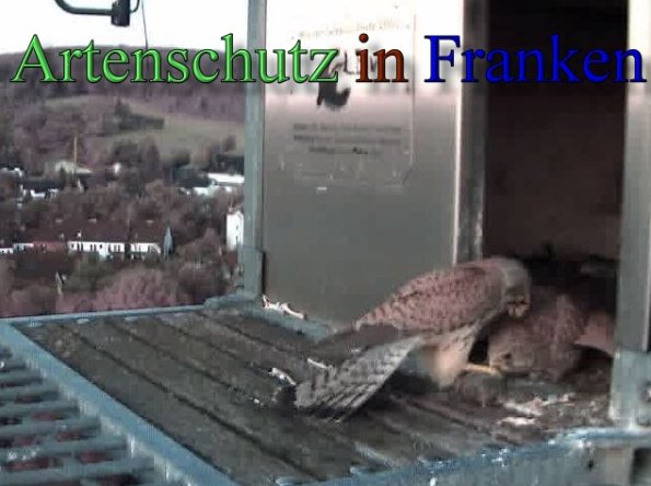 Copyright AiS- Wörner Bild zum Eintrag (47115-160)