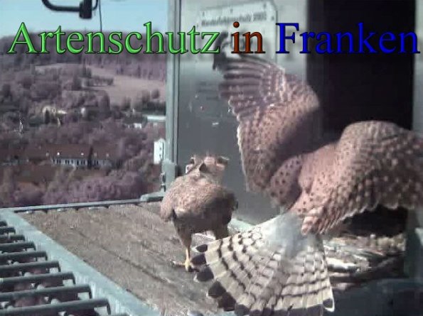 Copyright AiS- Wörner Bild zum Eintrag (47125-160)
