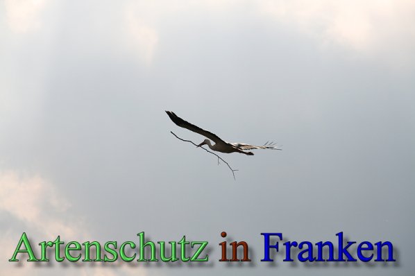 Copyright AiS Brigitte Schmitt Bild zum Eintrag (47244-160)