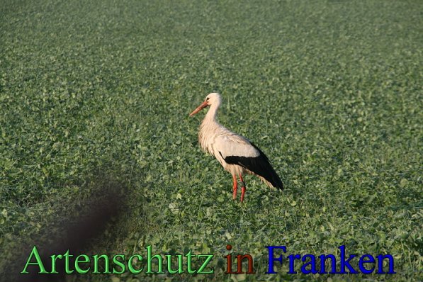 Copyright AiS Brigitte Schmitt Bild zum Eintrag (47321-160)