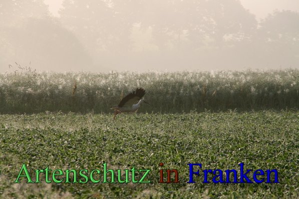 Copyright AiS Brigitte Schmitt Bild zum Eintrag (47322-160)