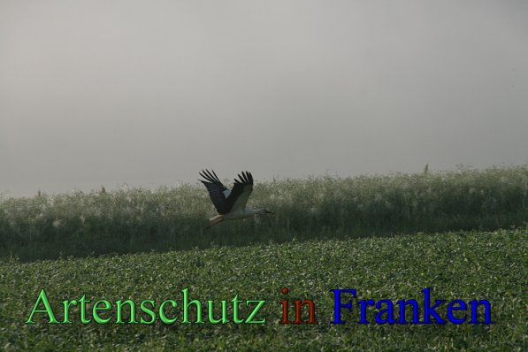 Copyright AiS Brigitte Schmitt Bild zum Eintrag (47323-160)