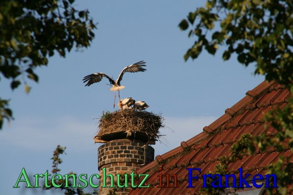 Copyright AiS Brigitte Schmitt Bild zum Eintrag (47663-160)
