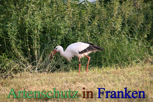Copyright AiS Brigitte Schmitt Bild zum Eintrag (47664-160)