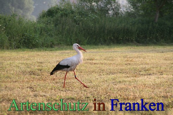 Copyright AiS Brigitte Schmitt Bild zum Eintrag (47666-160)