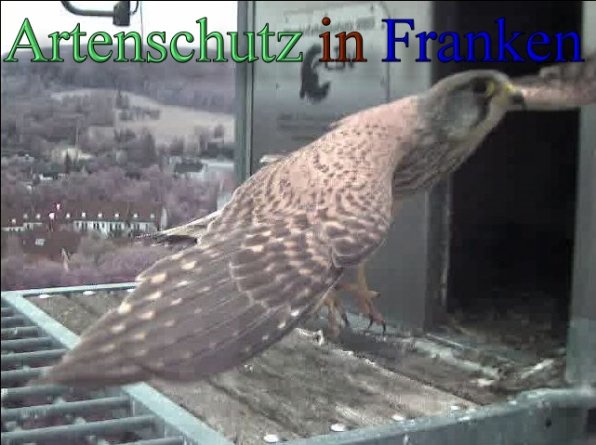 Copyright AiS- Wörner Bild zum Eintrag (47741-160)