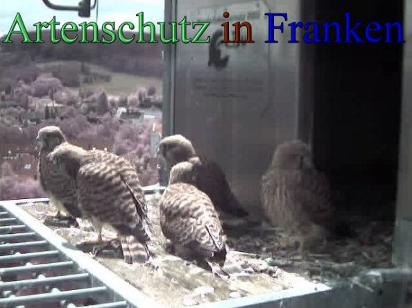 Copyright AiS- Wörner Bild zum Eintrag (47742-160)