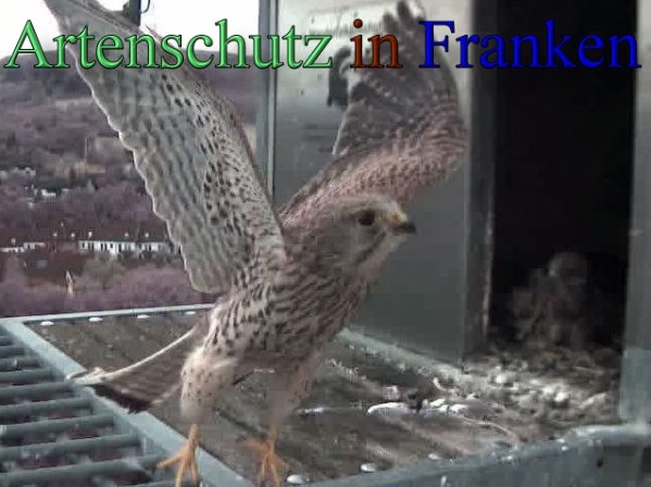Copyright AiS- Wörner Bild zum Eintrag (47743-160)