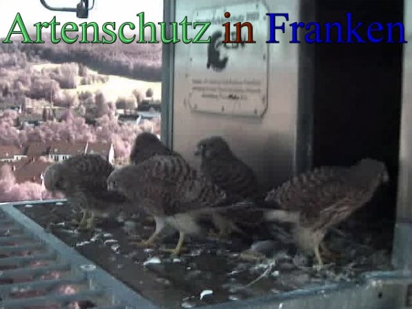 Copyright AiS- Wörner Bild zum Eintrag (47744-160)