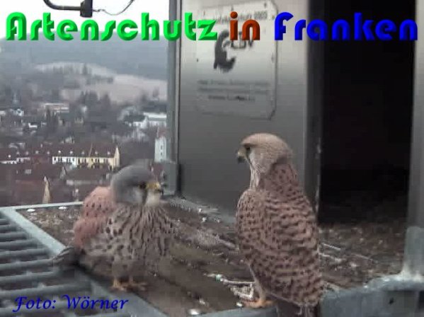 Copyright AiS Wörner Bild zum Eintrag (56954-160)