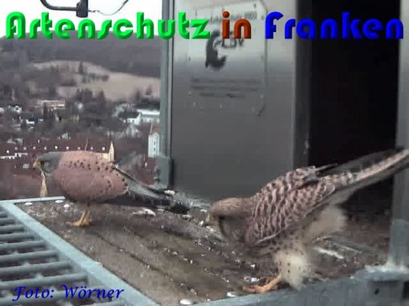 Copyright AiS Wörner Bild zum Eintrag (56957-160)