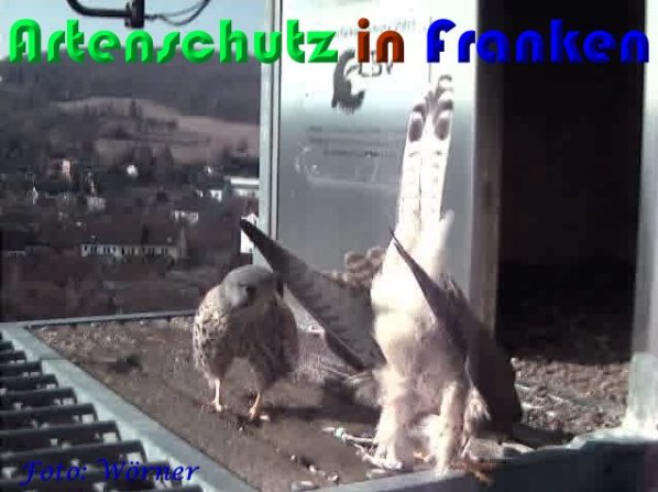 Copyright AiS Wörner Bild zum Eintrag (56958-160)
