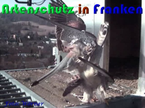 Copyright AiS Wörner Bild zum Eintrag (56960-160)