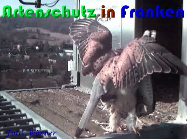 Copyright AiS Wörner Bild zum Eintrag (56961-160)