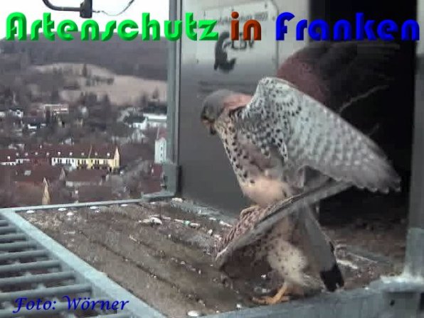 Bild zum Eintrag (56965-160)