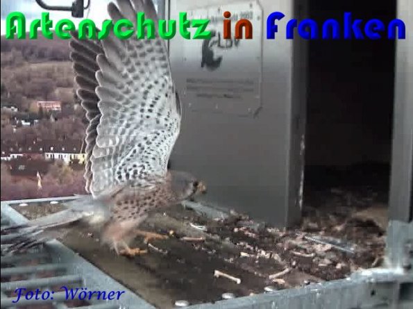 Copyright AiS Wörner Bild zum Eintrag (56976-160)