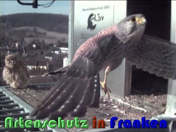 Copyright AiS Wörner Bild zum Eintrag (57439-160)