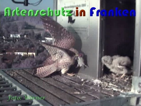 Copyright AiS Wörner Bild zum Eintrag (59338-160)